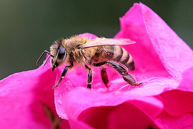 Kärntner Biene sitzt auf einer rosa Blüte