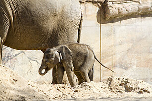 Elefantenjungtier mit Mutter.