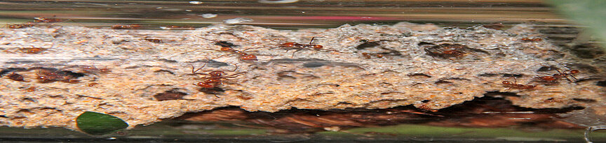 Viele Blattschneiderameisen hinter Plexiglas auf ihrem Pilz. Es sind auch sehr kleine Blattschneiderameisen zu sehen.