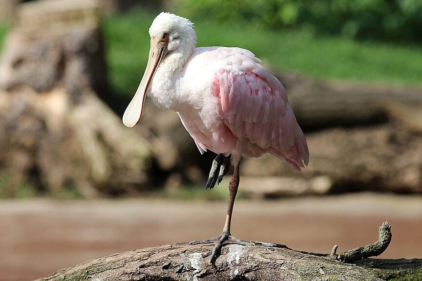 Roseate spoonbill 