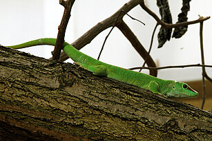 Madagaskar Taggecko auf einem dicken Ast