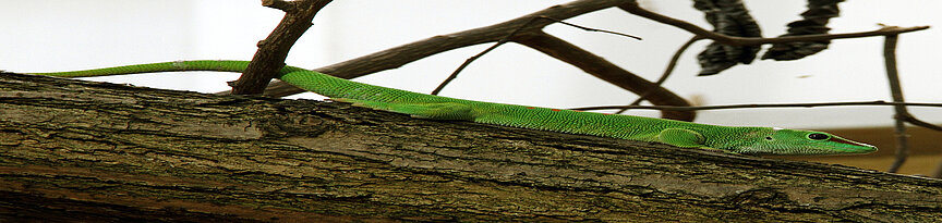 Madagascar giant day gecko 