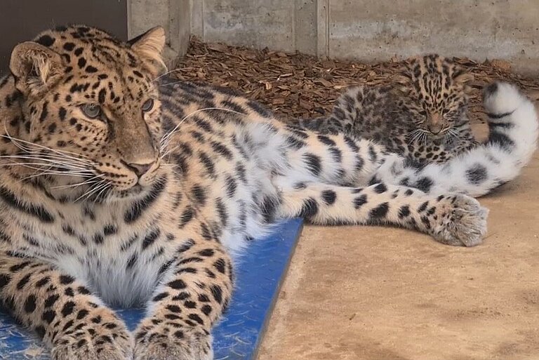 Amurleoparden Mia mit Tochter Manju in der Mutterstube