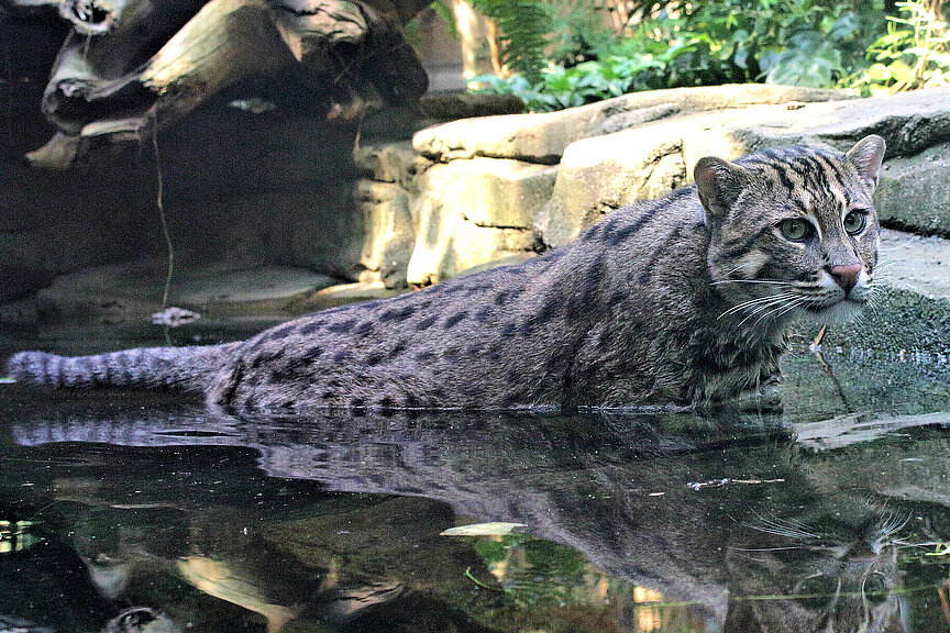 Fishing cat 