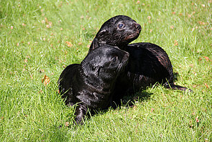 South African fur seal babys in the grass