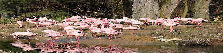Lesser flamingo group