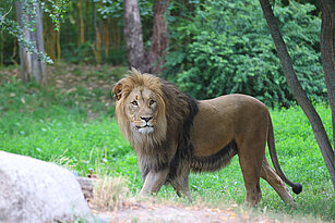 Löwe Majo auf der Löwensavanne Makasi Simba