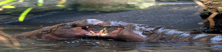 Zwei Zwergflusspferde stehen im Wasser und strecken sich ihre geöffneten Mäuler entgegen