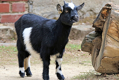 African pygmy goat 