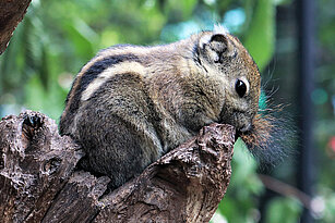 Chinesisches Baumstreifenhörnchen sitzt auf einem Baumstamm und ruht mit offenen Augen