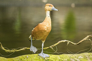 Fulvous whistling duck 