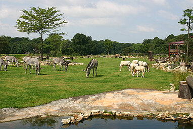 Kiwara-Savanne mit Zebras und Antilopen