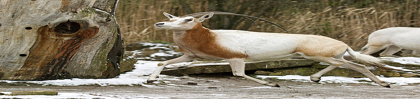Säbelantilope springt über die Kiwara-Savanne