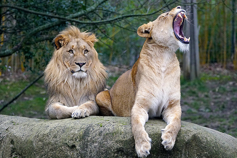 Männchen und Weibchen der Afrikanischen Löwe liegen auf dem Felsen, das Weibchen ist beim Gähnen zu sehen