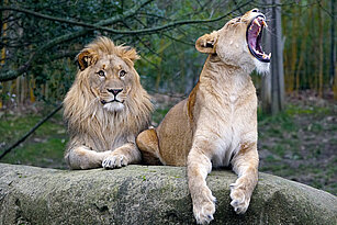 Männchen und Weibchen der Afrikanischen Löwe liegen auf dem Felsen, das Weibchen ist beim Gähnen zu sehen