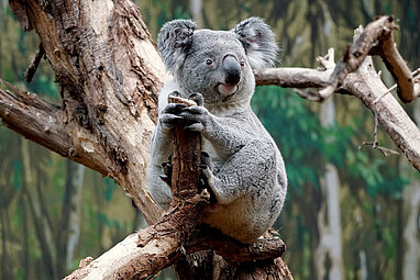 [Translate to English:] Koala sitzt auf einem Ast im Koala-Haus