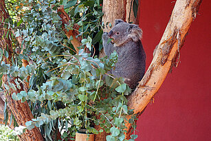 Koalaweibchen "Mandie" auf der Außenanlage am Koala-Haus