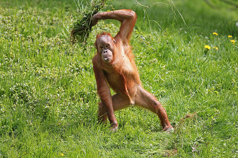 Sumatra-Orang-Utan-Affe in Pongoland