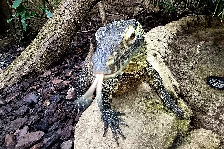 Junger Komodowaran