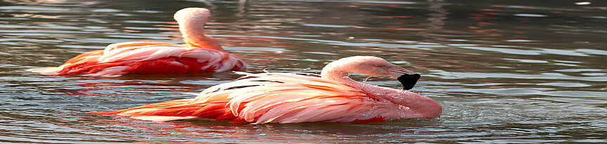 two swimming Chilean flamingos