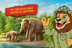 Plakat mit Elefanten und Maskottchen Tammi.