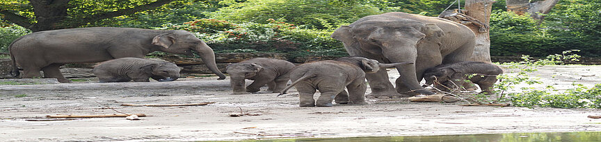 Alle vier Elefantenjungtiere im Zoo Leipzig