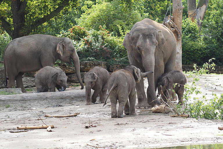 Alle vier Elefantenjungtiere im Zoo Leipzig