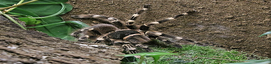Weissknie-Vogelspinne von oben