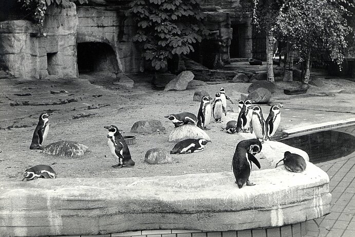 Pinguinanlage mit Pinguinen