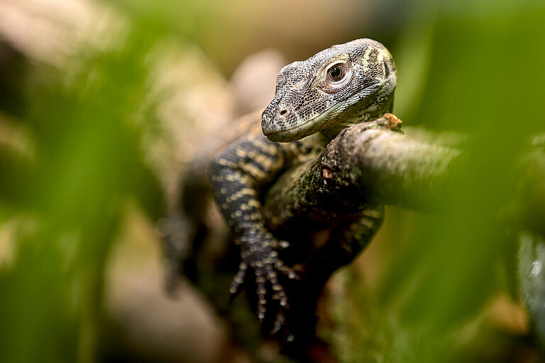 Komodowaran Jungtier auf Ast