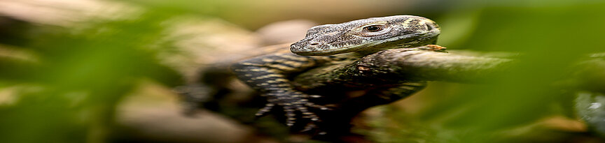 Komodowaran Jungtier auf Ast