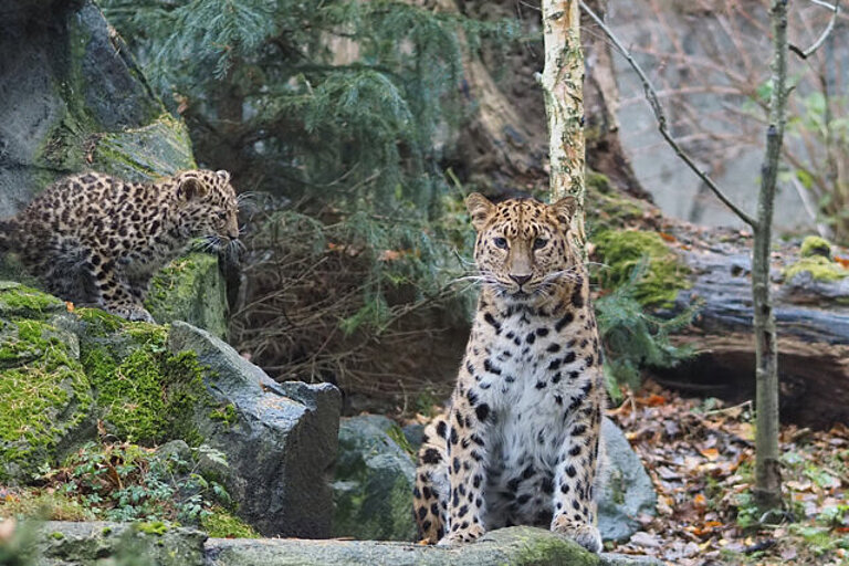 Amurleopardin Mia mit Jungtier Manju im Leopardental