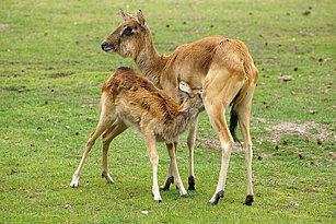 Nile lechwe with her young