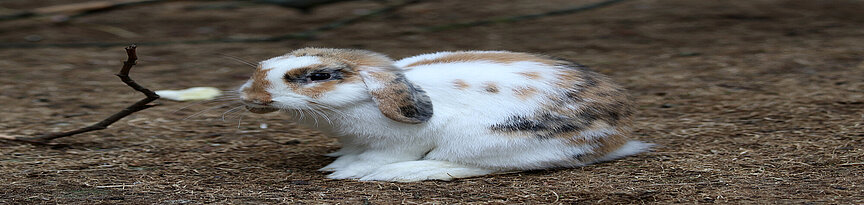 Geschecktes Zwergwidder Kaninchen von schräg vorn sitzt am Boden