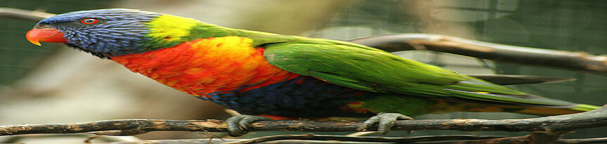Australian rainbow lorikeet 