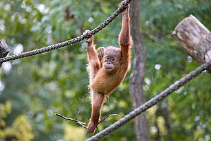 Sumatra-Orang-Utan hält sich mit einem Arm und einem Bein an einem Seil über seinem Kopf fest