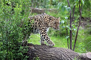 Amurleopard auf Pirsch im Leoparden-Tal