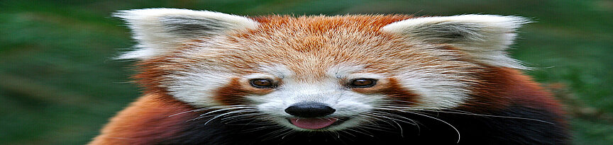 Nepalesischer Roter Panda von vorn mit herausgestreckter Zunge