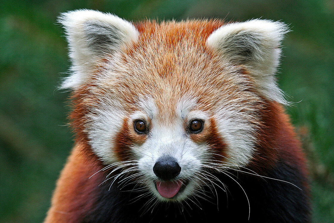 Nepalesischer Roter Panda: Im Zoo Leipzig hautnah erleben