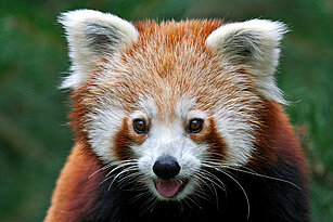 face of the red panda