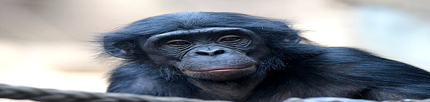Pygmy chimpanzee's face 