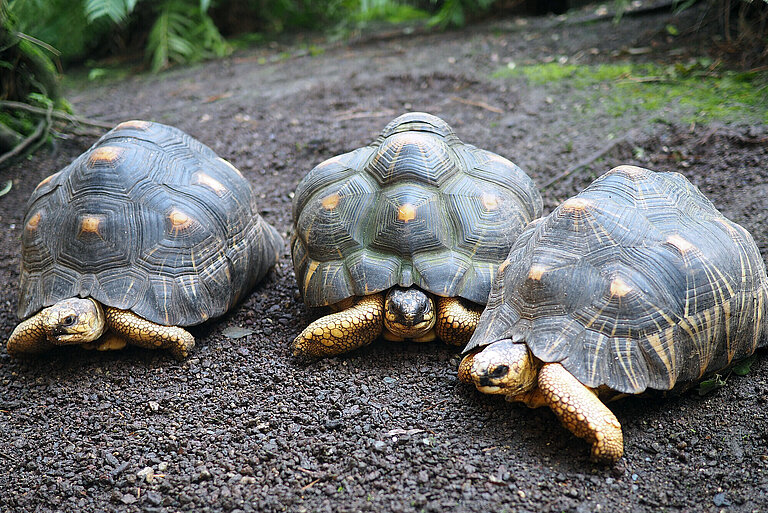 3 Schildkröten symbolisch für die 3G-Regel
