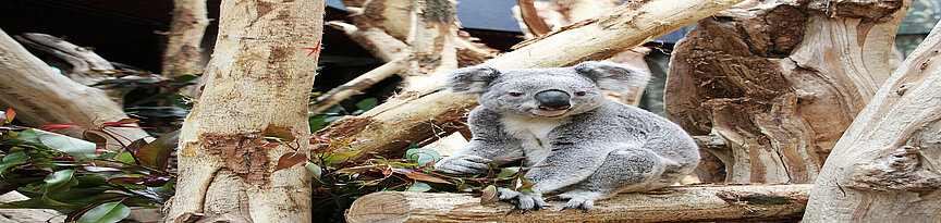 Koala im Koala-Haus sitzend auf einem Baum