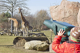 Giraffen auf der Savanne beobachten