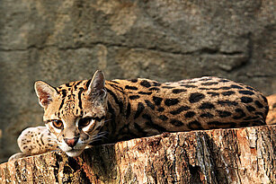 ocelot laying on a tree trunk