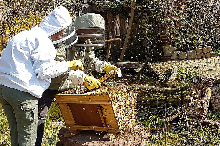 Imker im Zoo Leipzig ernten Honig