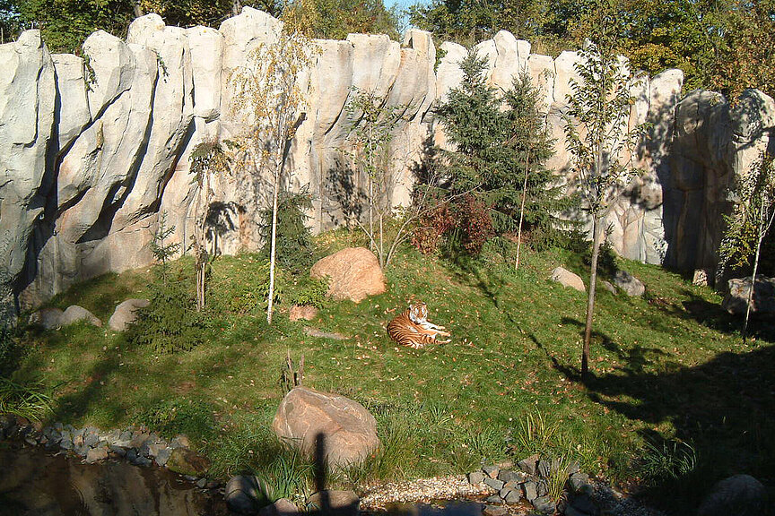 Blick auf die Tiger-Taiga mit einem Tiger liegend im Gras