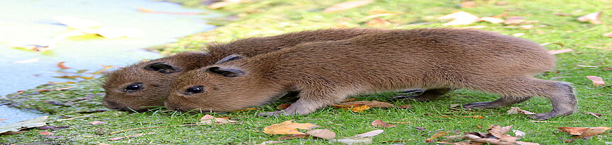 Zwei Capybara-Jungtiere schnüffeln im Gras am Ufer