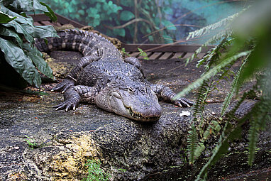 Mississippi Alligator auf Felsen