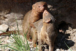 Common dwarf mongoose cuddling